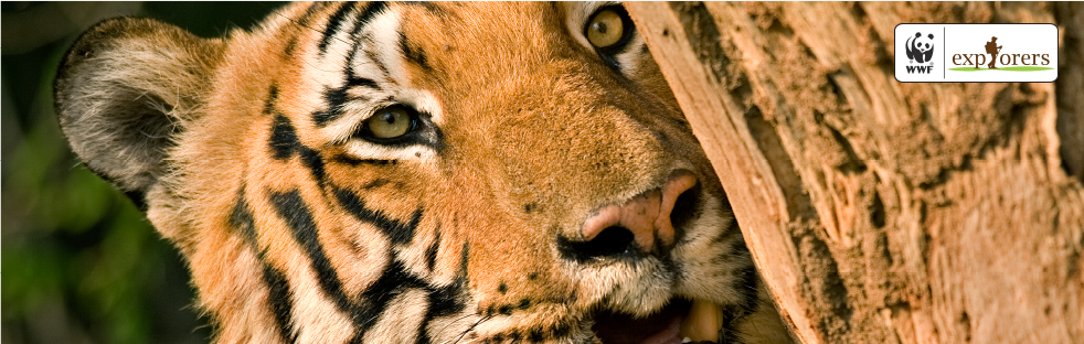WWF Explorer Tiger