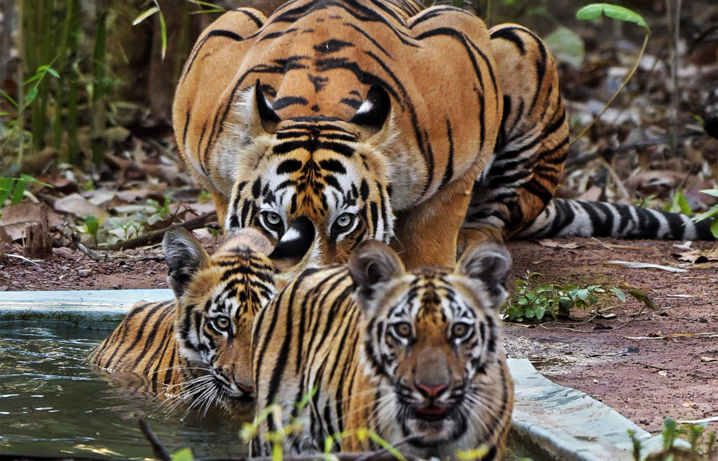 WWF-India : More Tigers