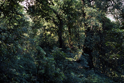 FORESTS IN OUR DAILY LIVES