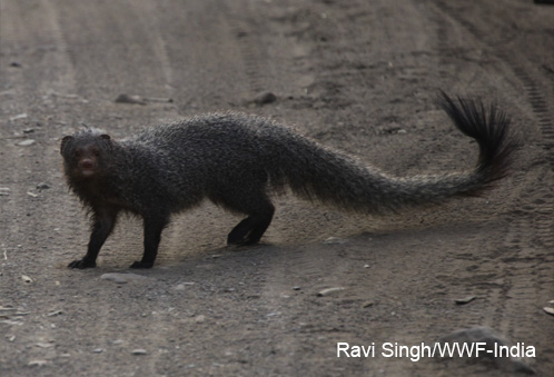 LESSER KNOWN SPECIES-MONGOOSE